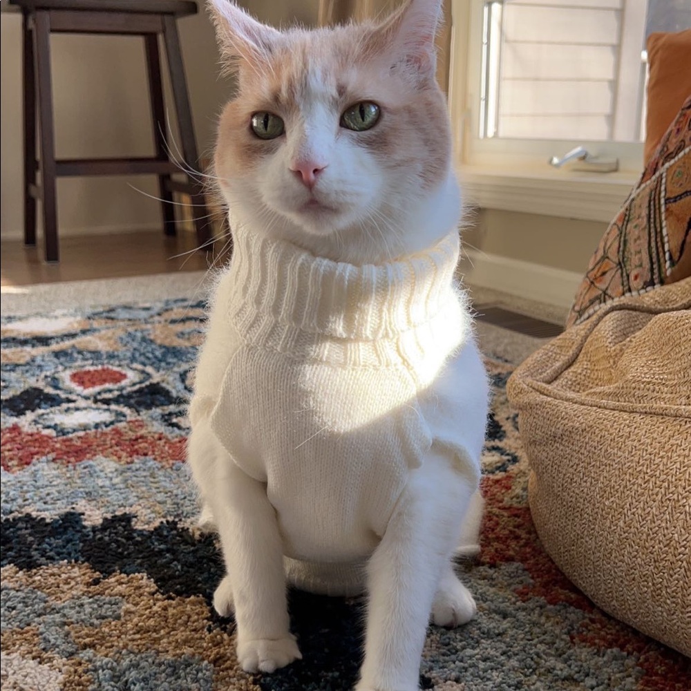 Cat / dog white knit turtleneck sweater